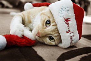 adorable-animal-beautiful-cat-christmas-Favim.com-364418